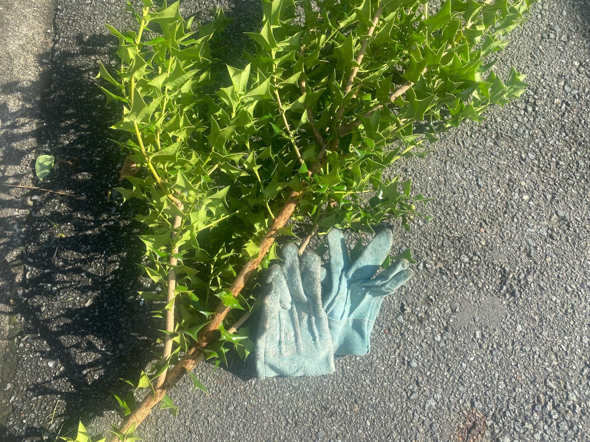 姫路市夢前町でトゲのあるヒイラギを皮手袋で安全に伐採